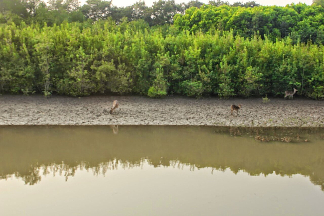 Mangrove landscape at Bhitarkanika in Odisha